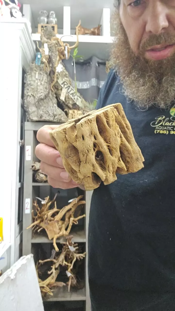 plant/Cholla stump-0