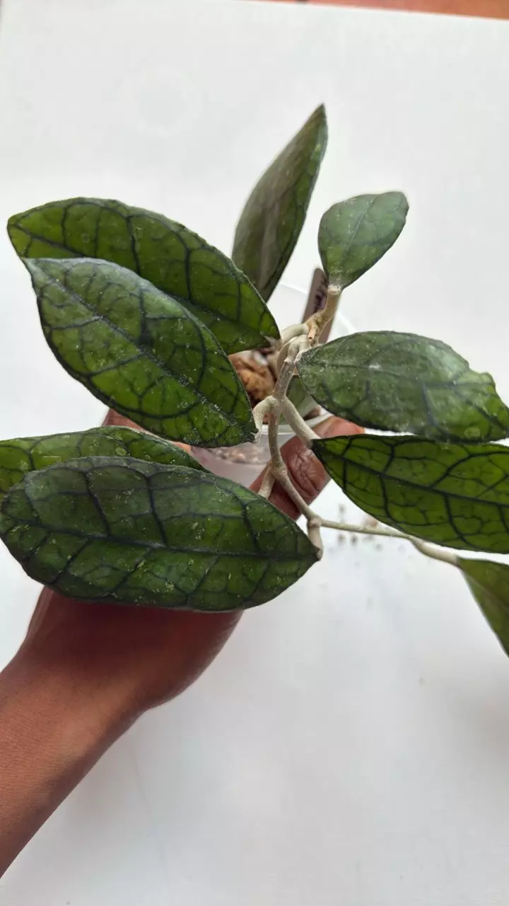 plant/Hoya Finlaysonii-0