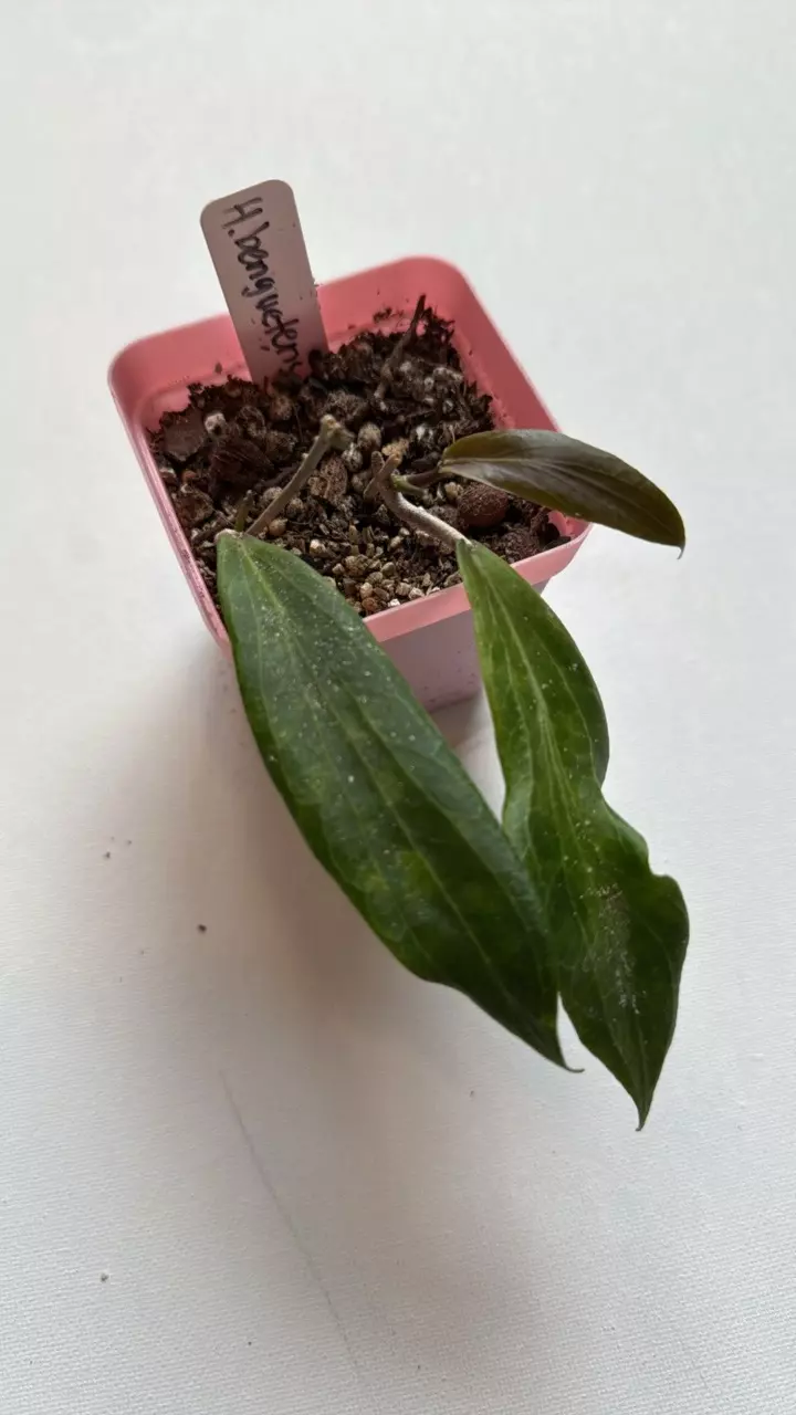 plant/Hoya Benguetensis-0