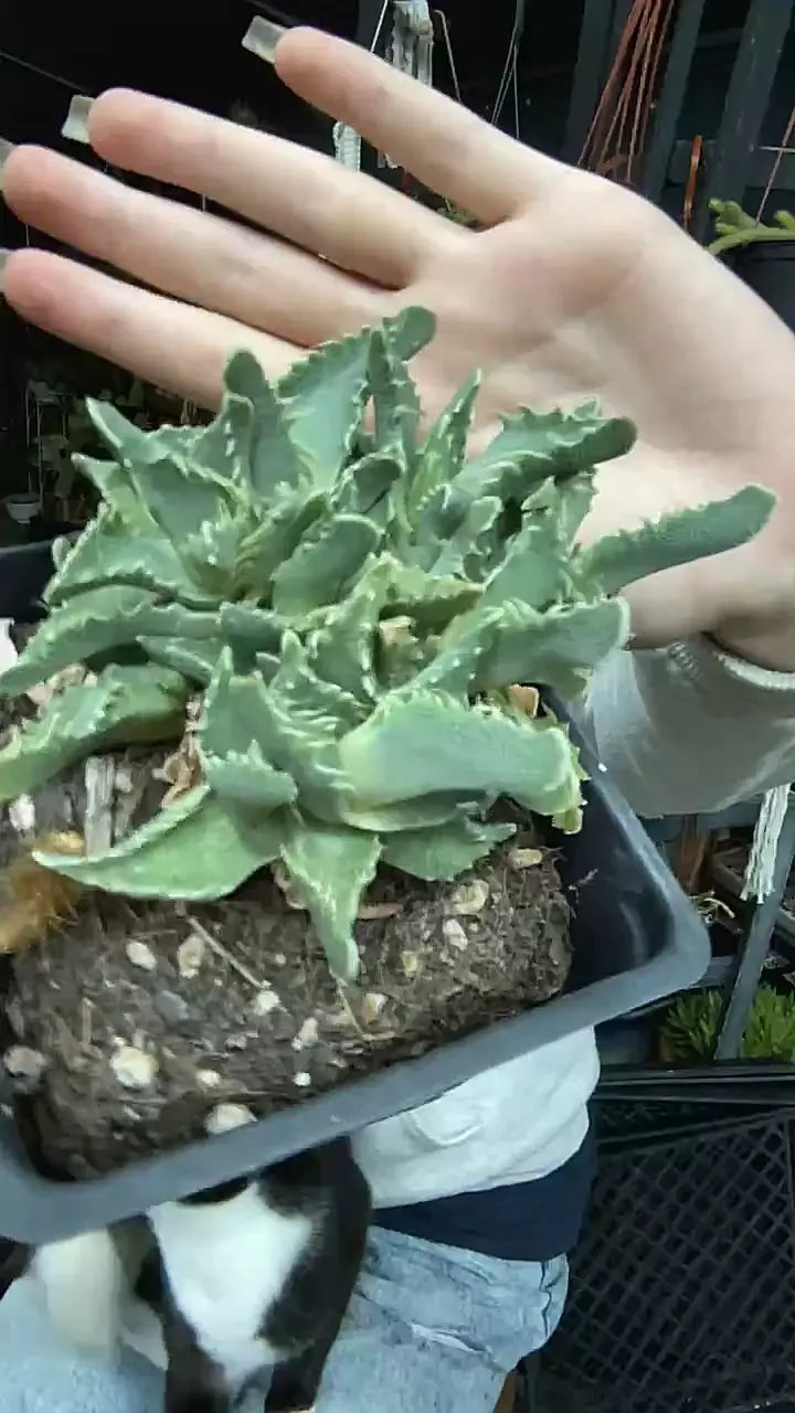 plant/Tiger jaws 5”-0