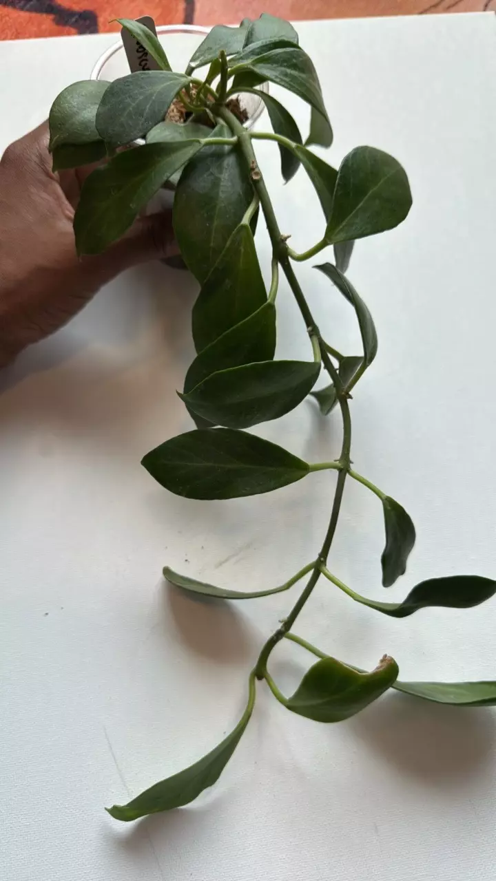 plant/Hoya Obscura-0