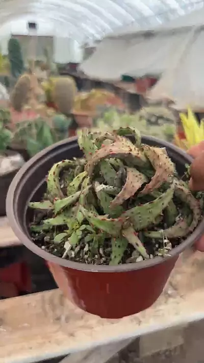 plant/Aloe 6"-0-thumbnail