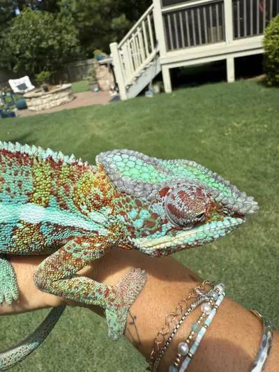 plant/Panther Chameleon- male-2-thumbnail