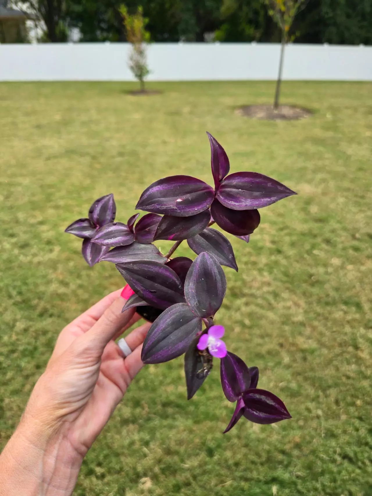 plant/Tradescantia 2"-0