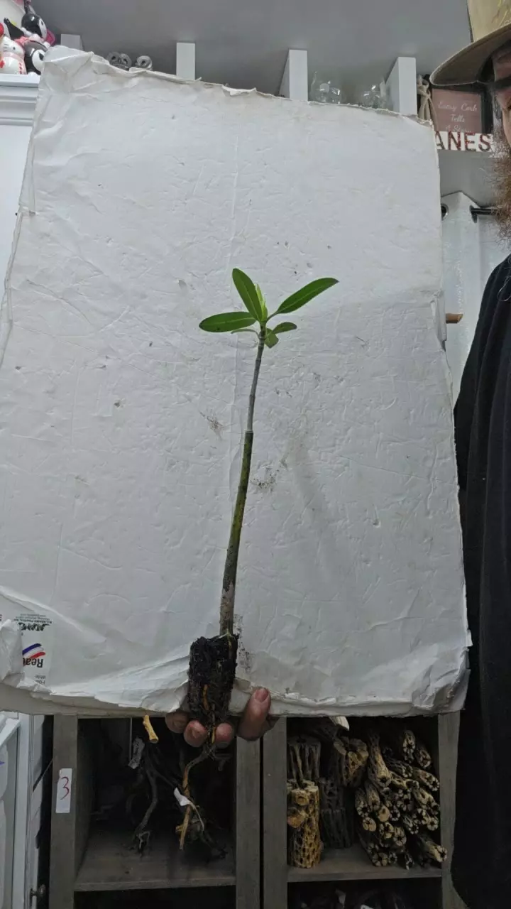 plant/Buy 2 Red Mangrove get one free (total 3)-0