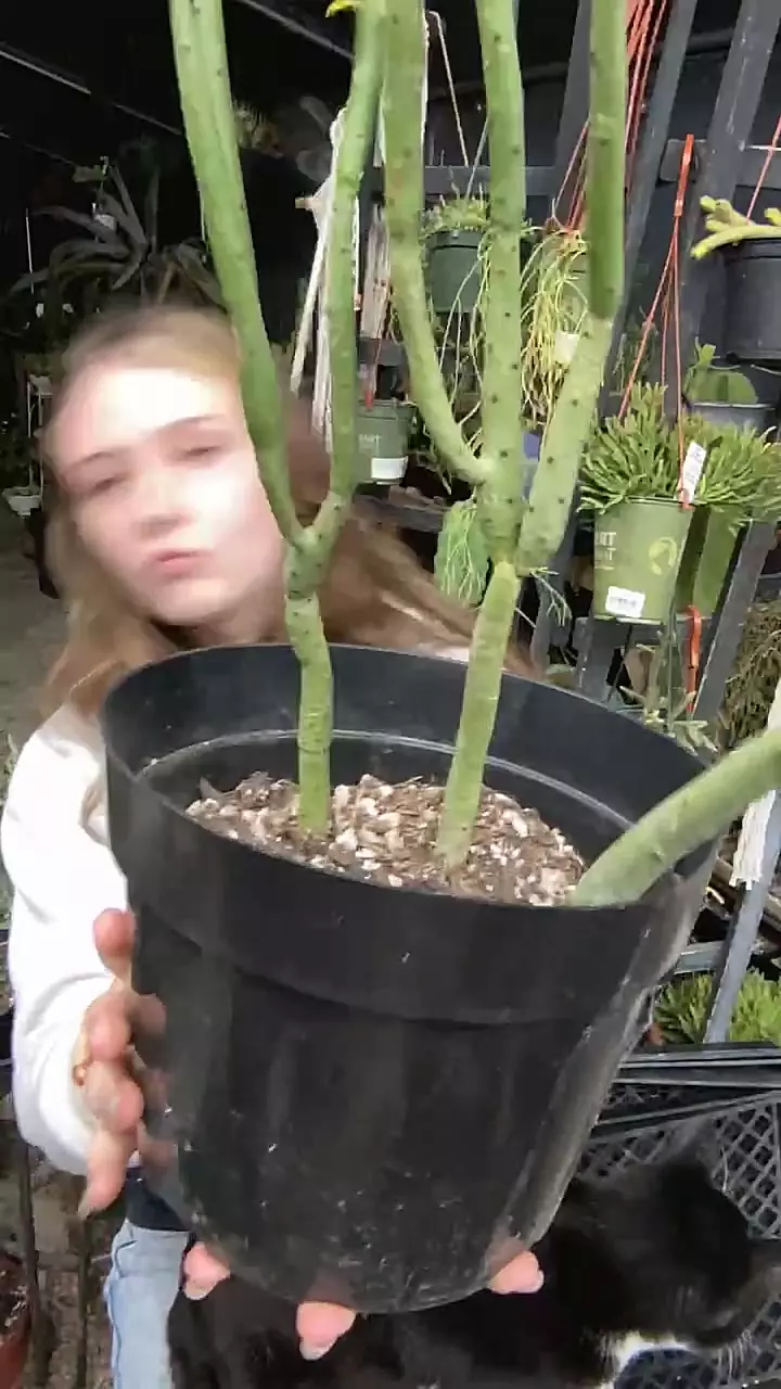 plant/Euphorbia Leucodendron single-0
