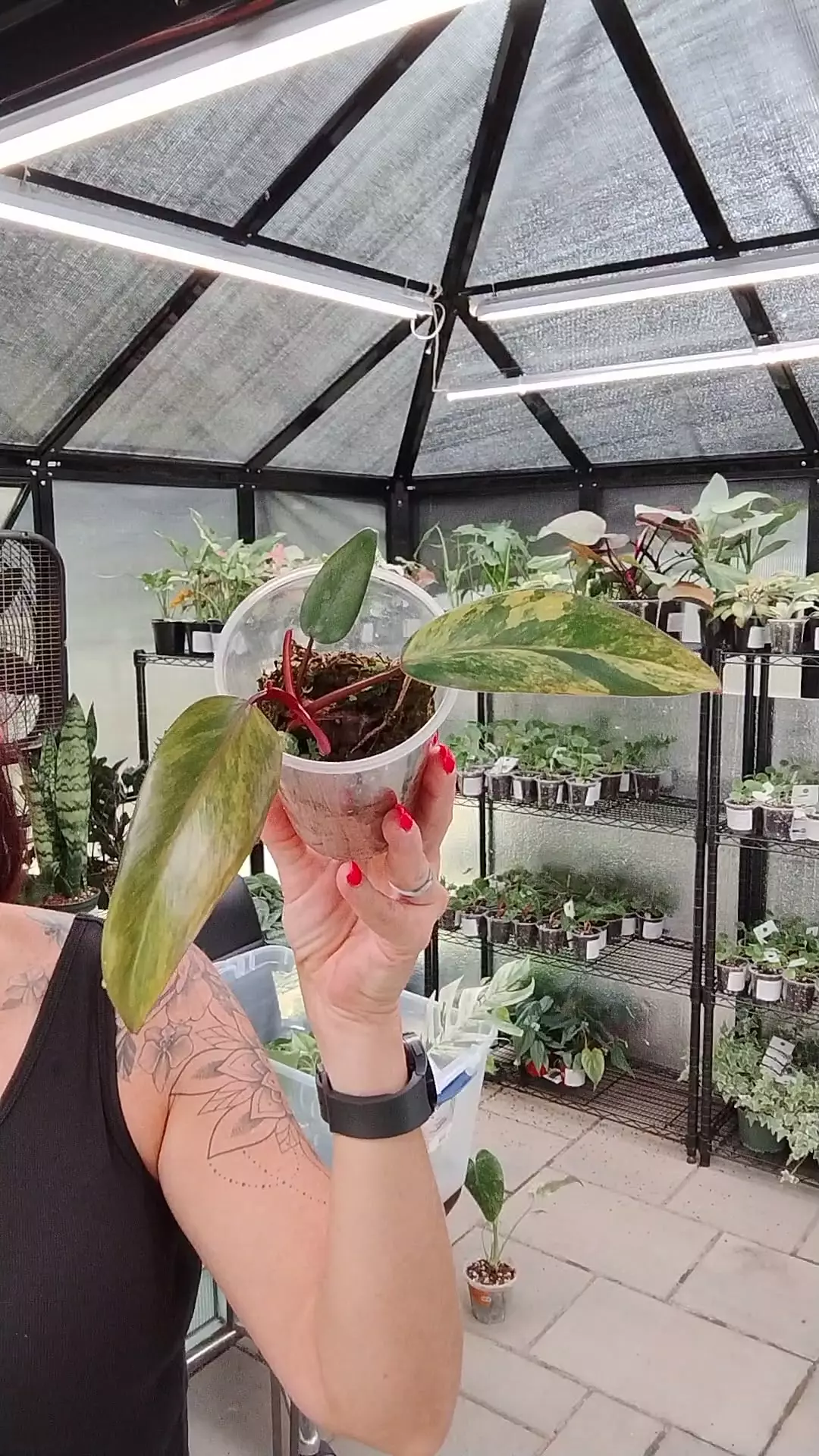plant/Philodendron Strawberry Shake Cutting-0