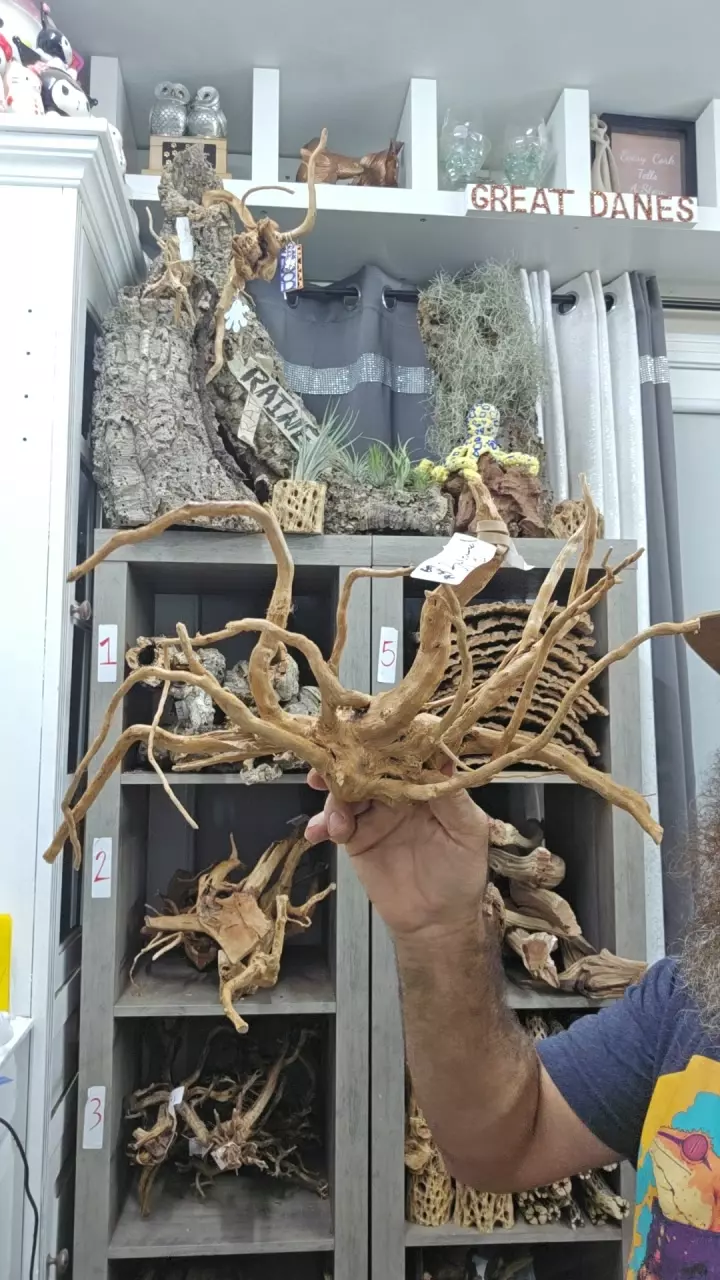 plant/Spiderwood #21-0