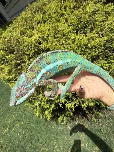 plant/Panther Chameleon- male-1-thumbnail