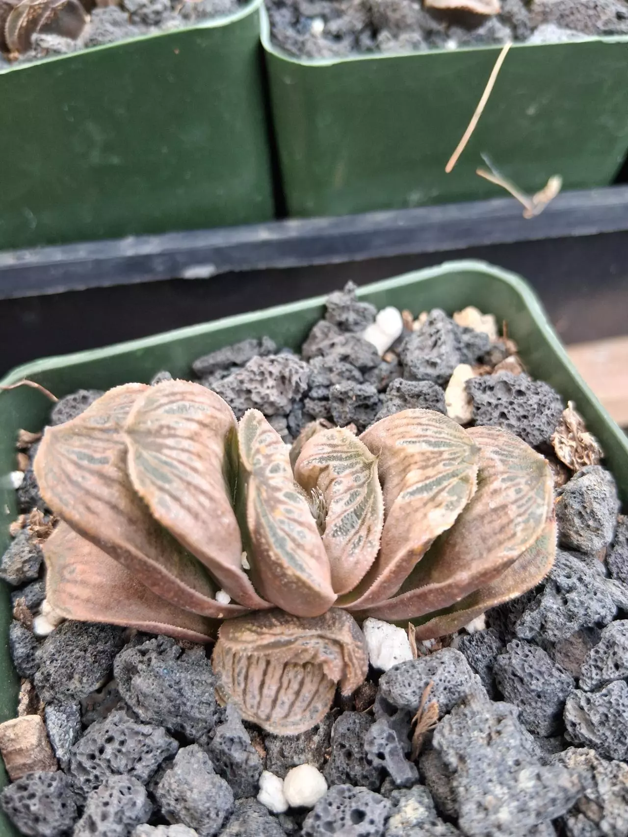 plant/Haworthia truncata hybird 4'-1