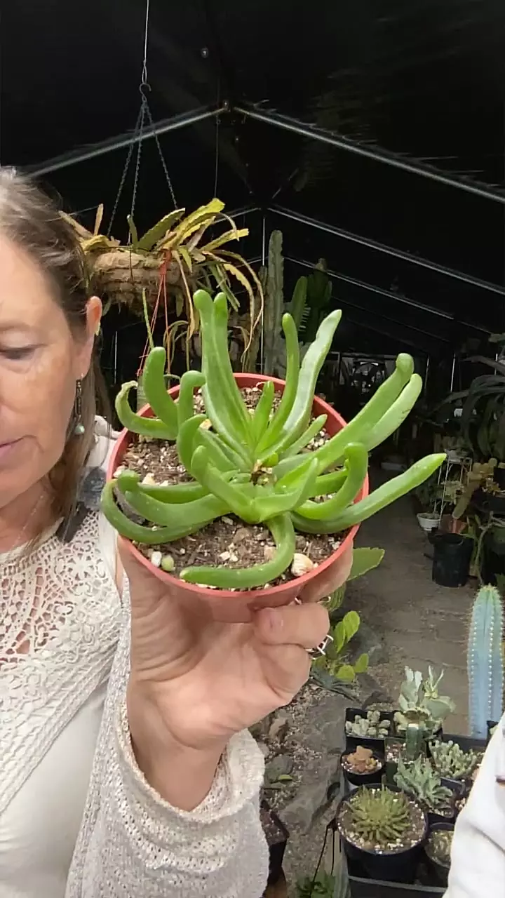 plant/Glottiphyllum Depressum 3.5”-0