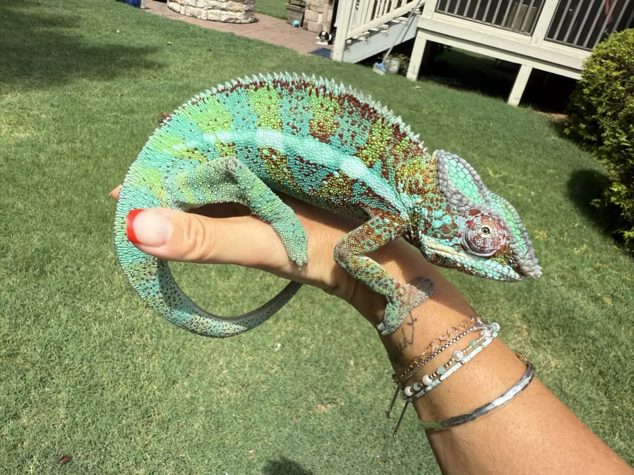 plant/Panther Chameleon- male-0