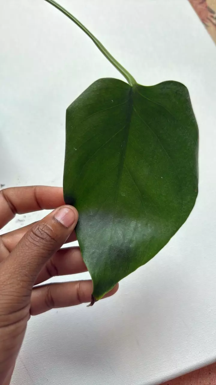 plant/Monstera Sierrana-0