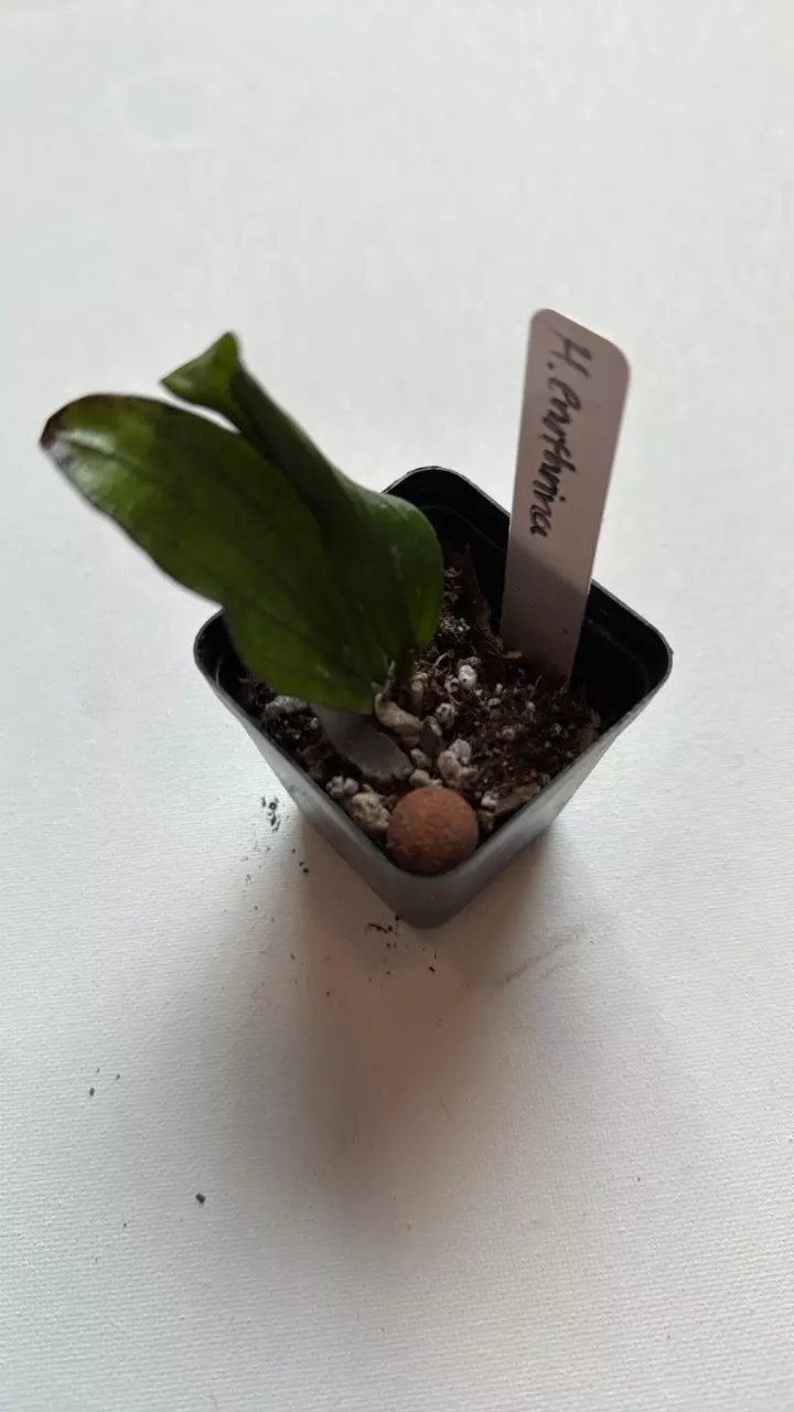 plant/Hoya Erythrina-0