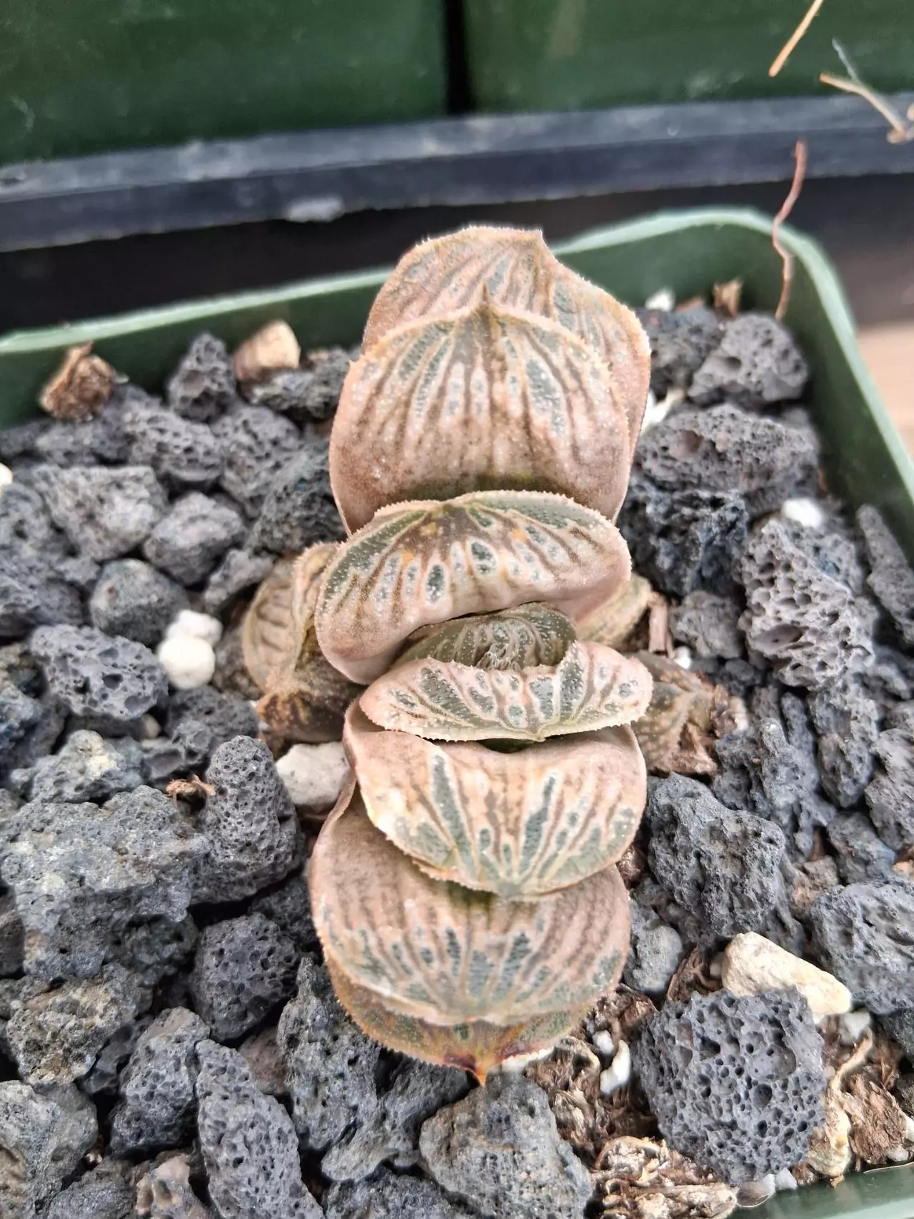 plant/Haworthia truncata hybird 4'-0