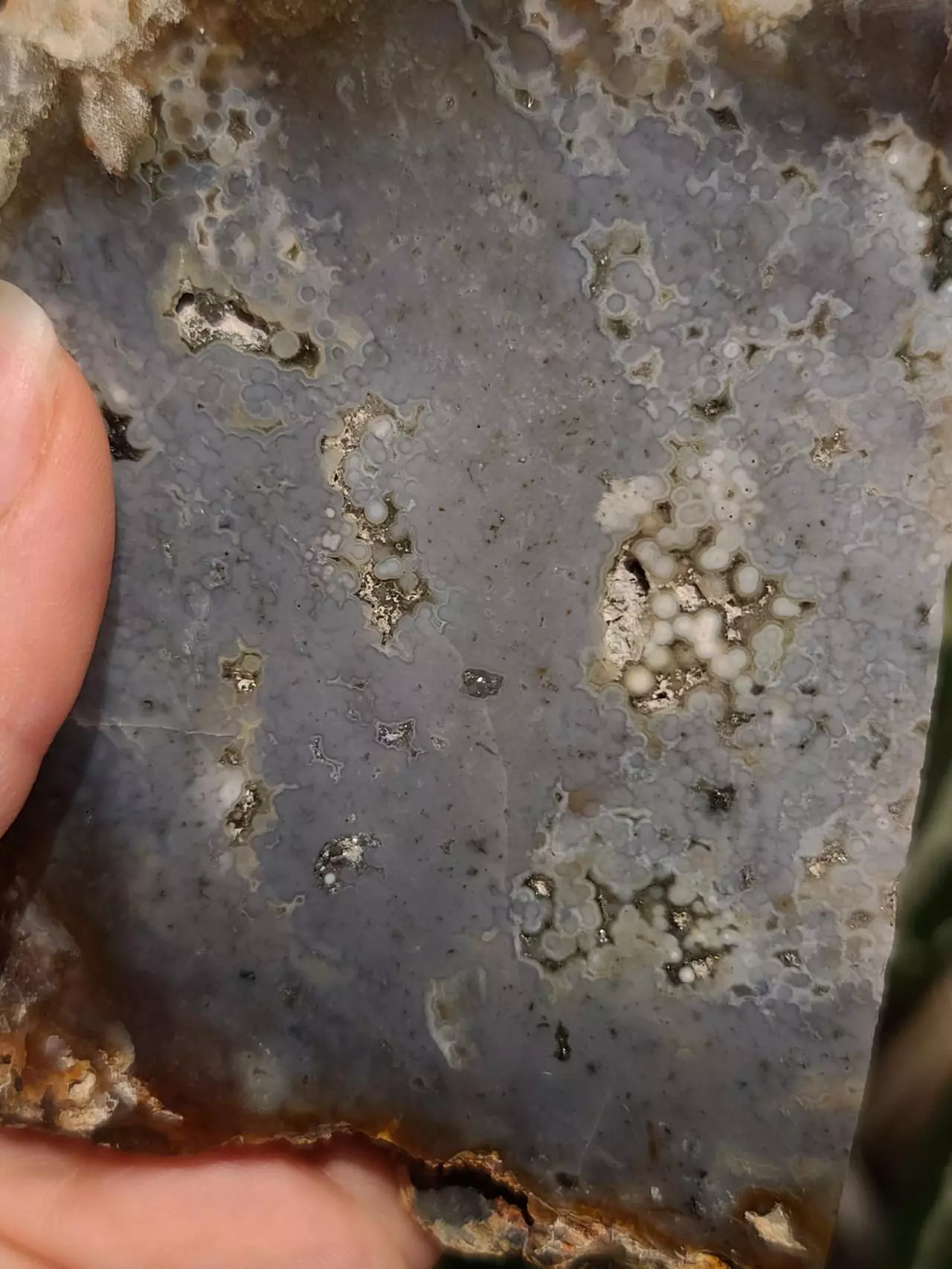 plant/Ocean Jasper slab-3