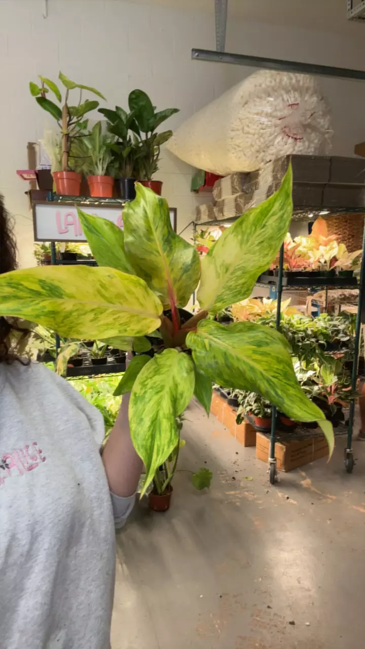 plant/philodendron orange marmalade 4” pots-0