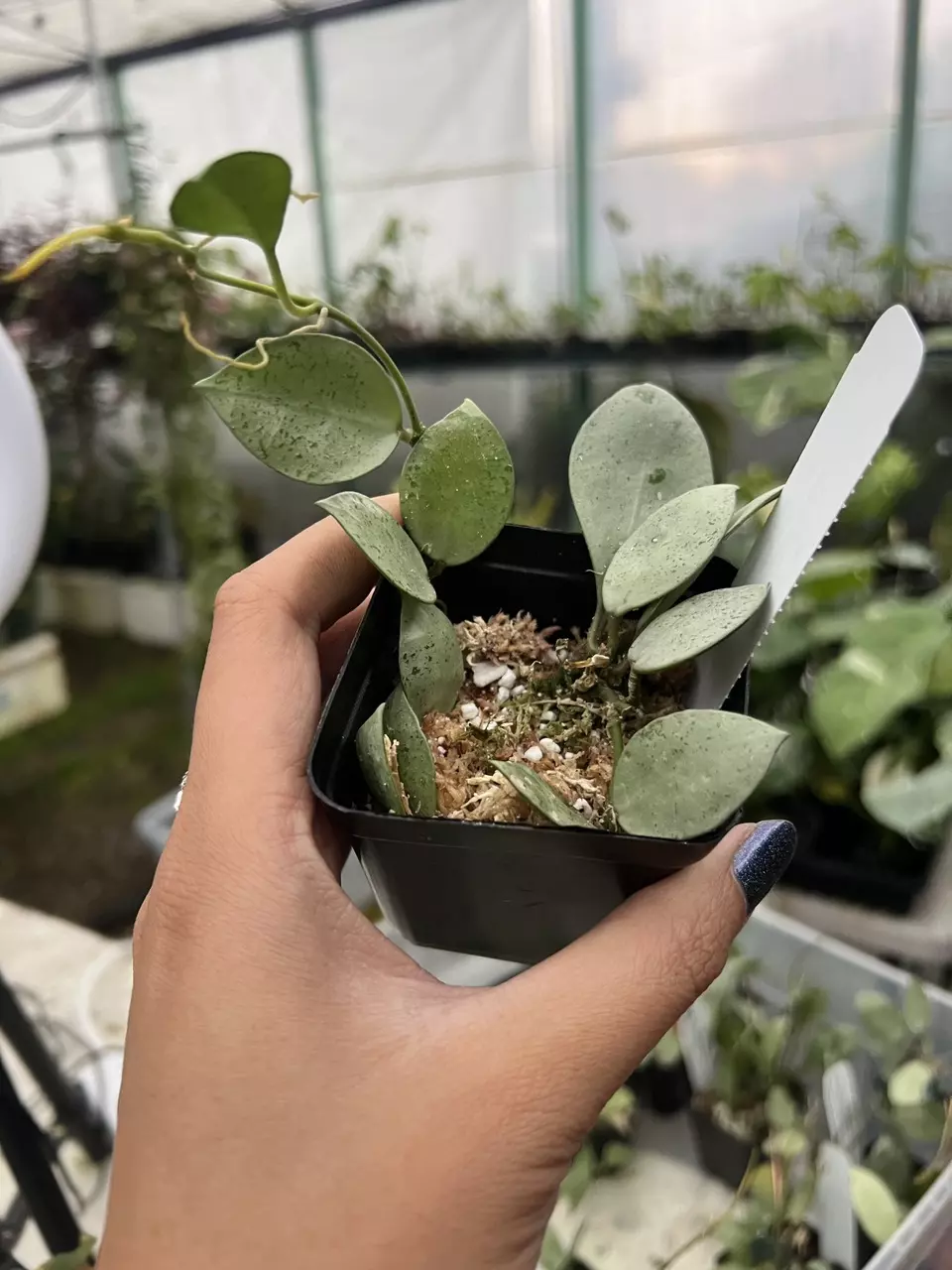 plant/Hoya lacunosa silver Mint Coin grower choice-0