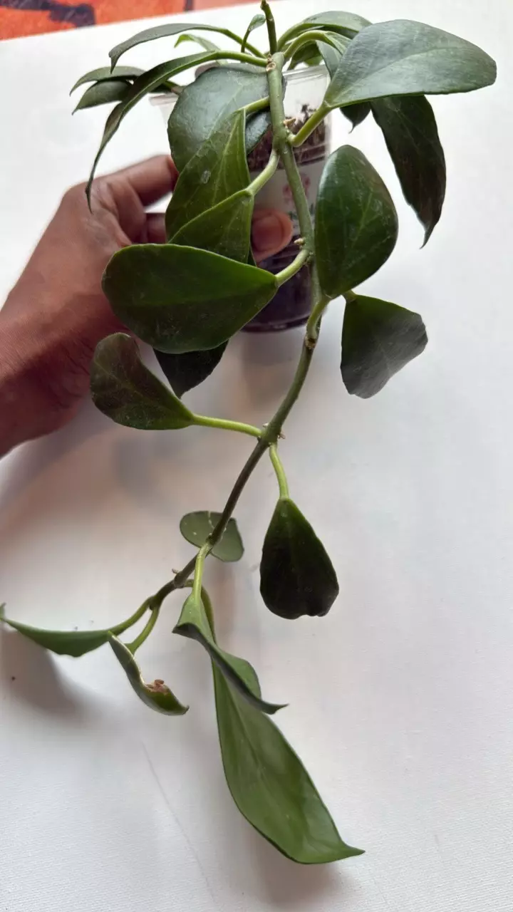 plant/Hoya Obscura-1
