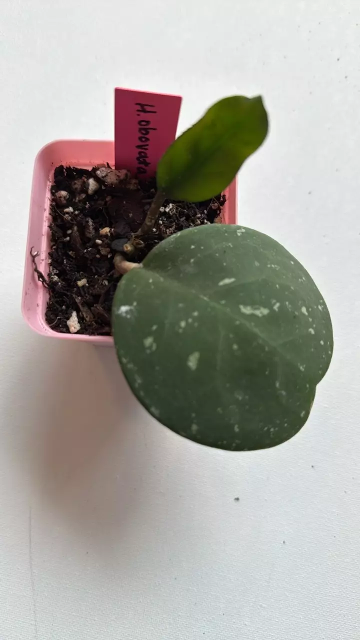 plant/Hoya Obovata-0