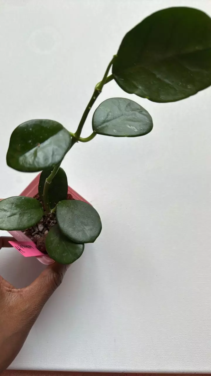 plant/Hoya Sp AH014-0