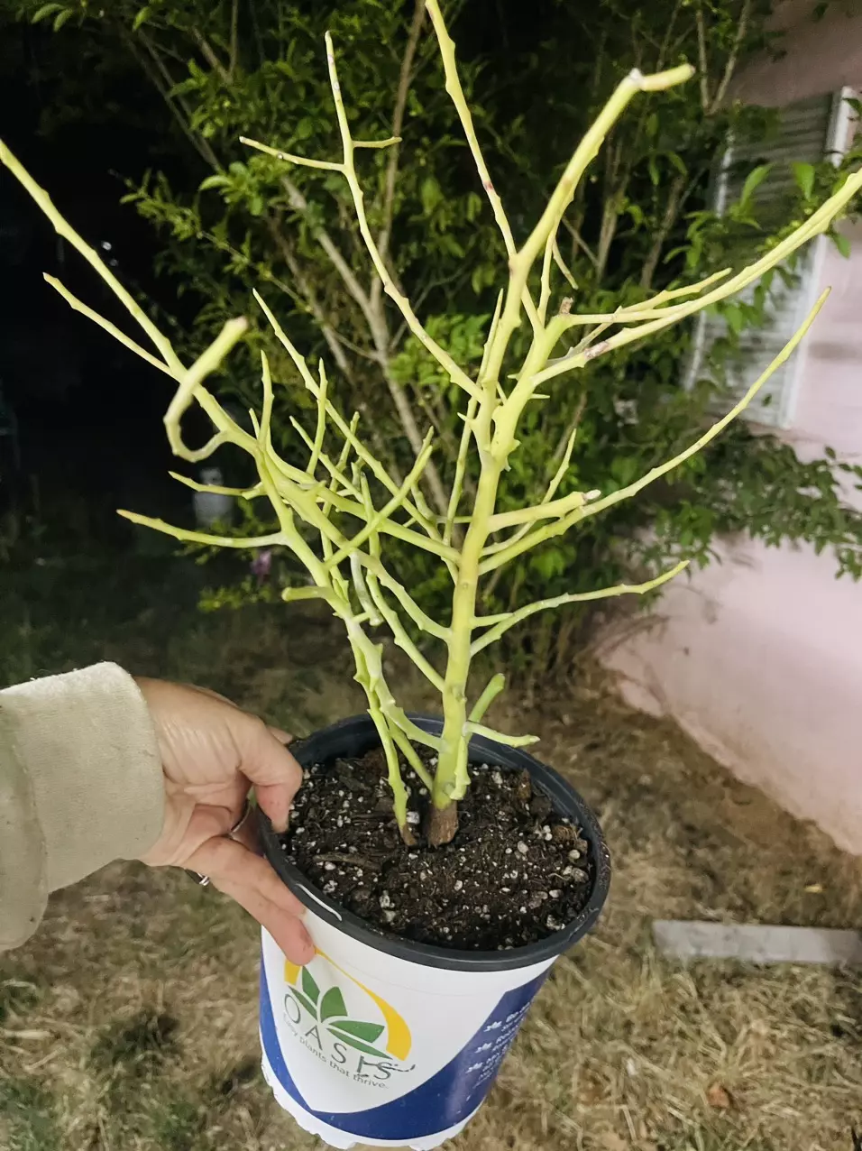 plant/Euphorbia Briar Patch gallon-0