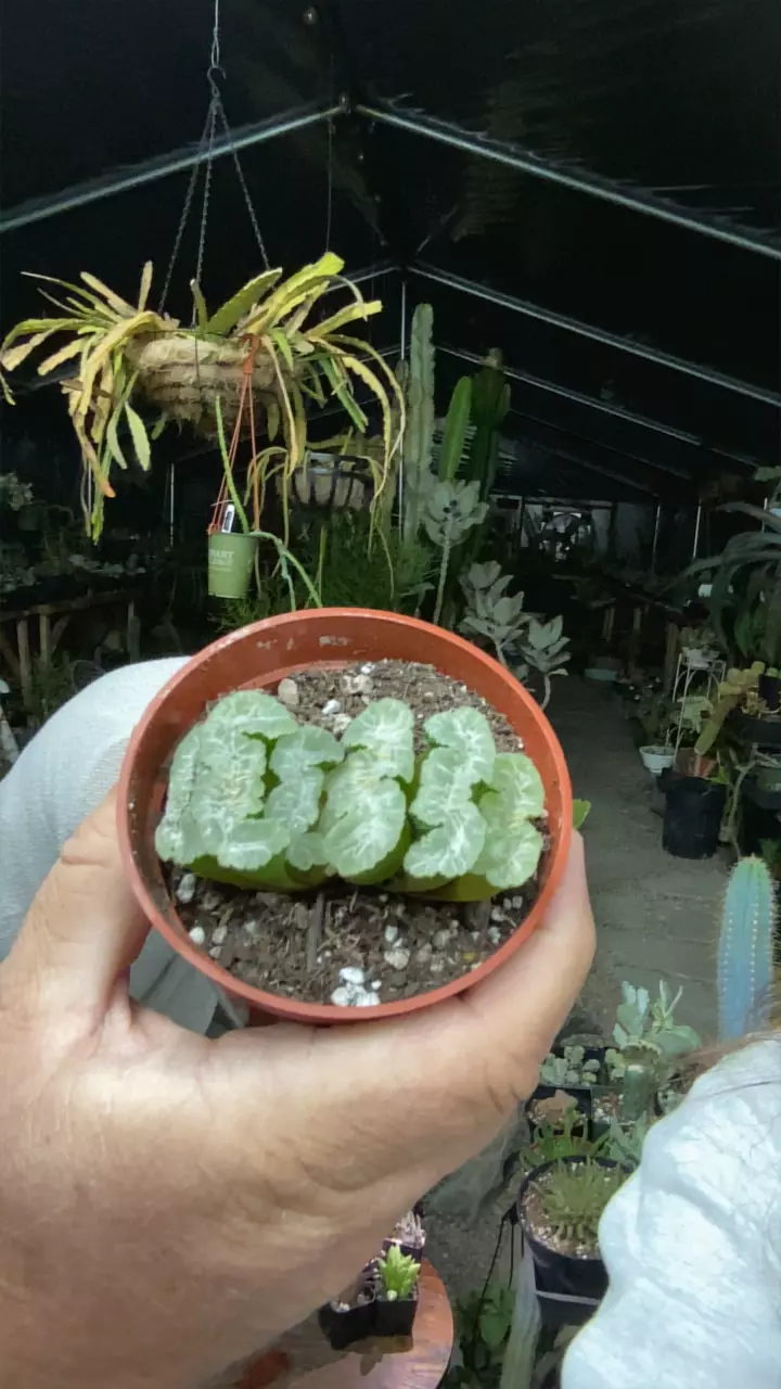 plant/Truncata-0