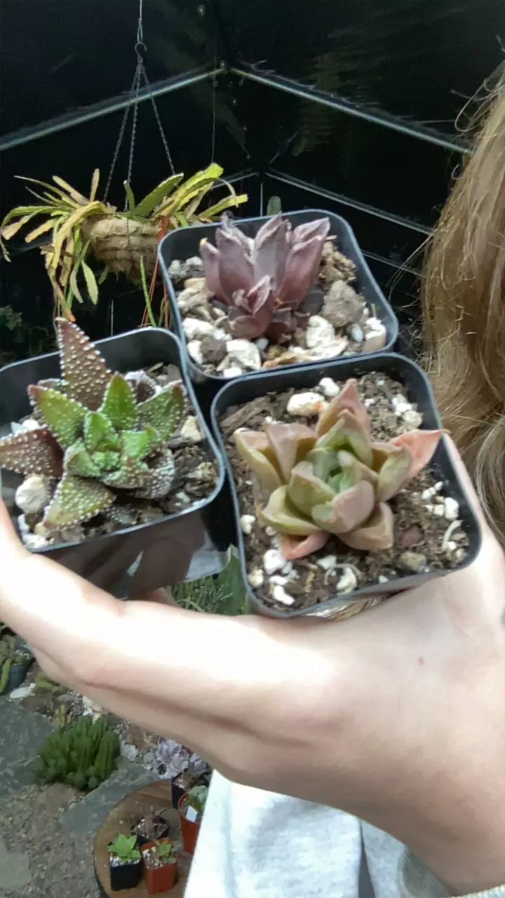 plant/Haworthia-0