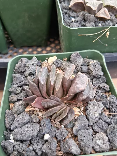 plant/Haworthia truncata hybird 4'-1-thumbnail
