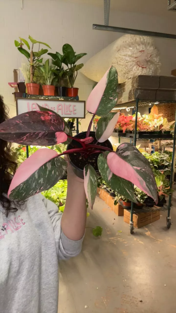 plant/philo pink princess marble exact plant-0