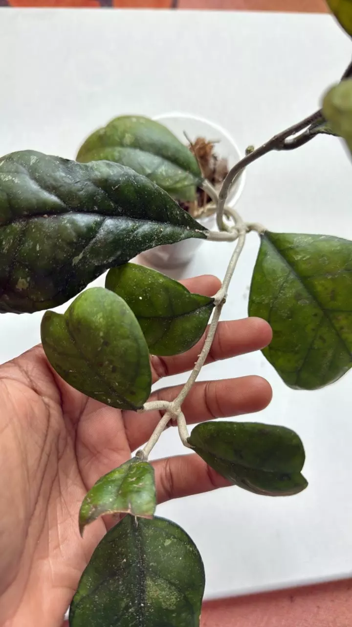 plant/Hoya Deykeae-0