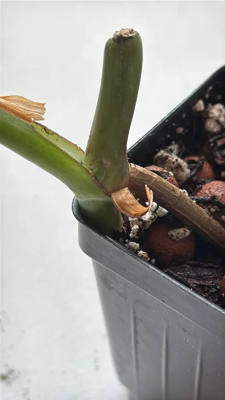 plant/Monstera Sierrana-1
