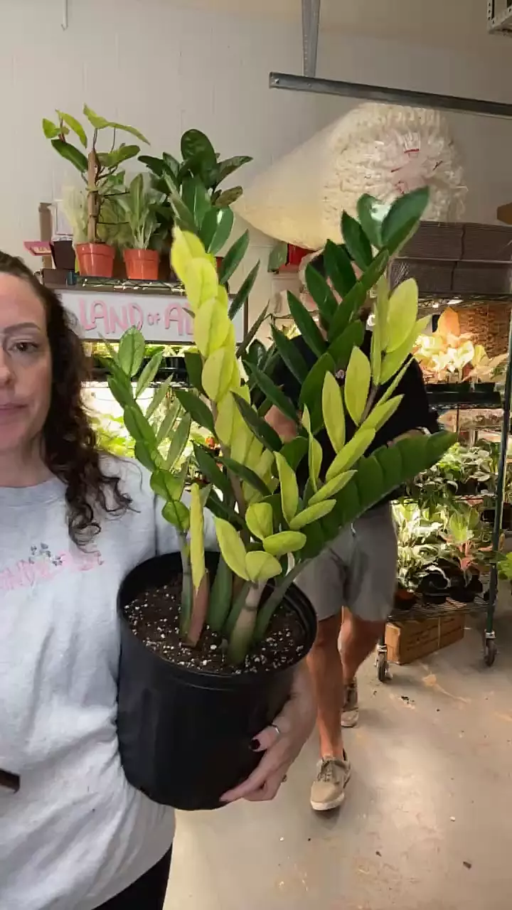 plant/zz chamelon-0