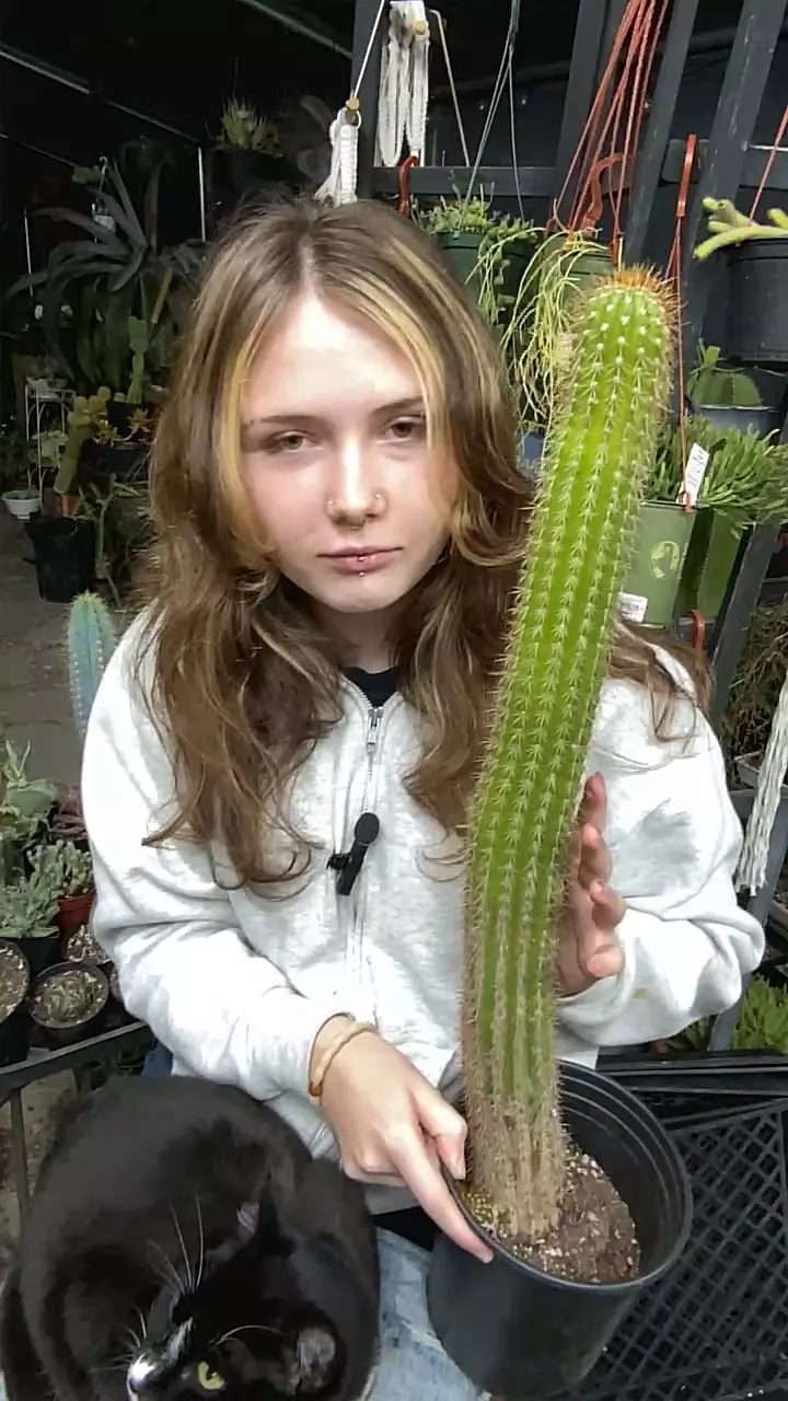 plant/Echinopsis 23” gallon-0