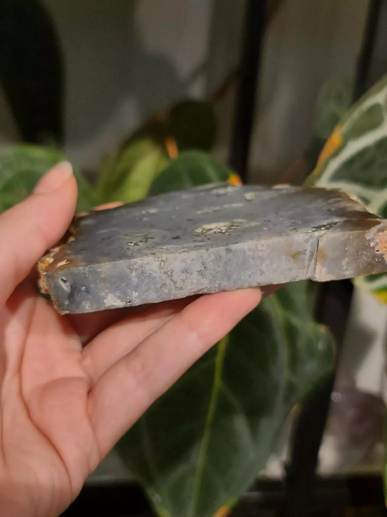 plant/Ocean Jasper slab-1