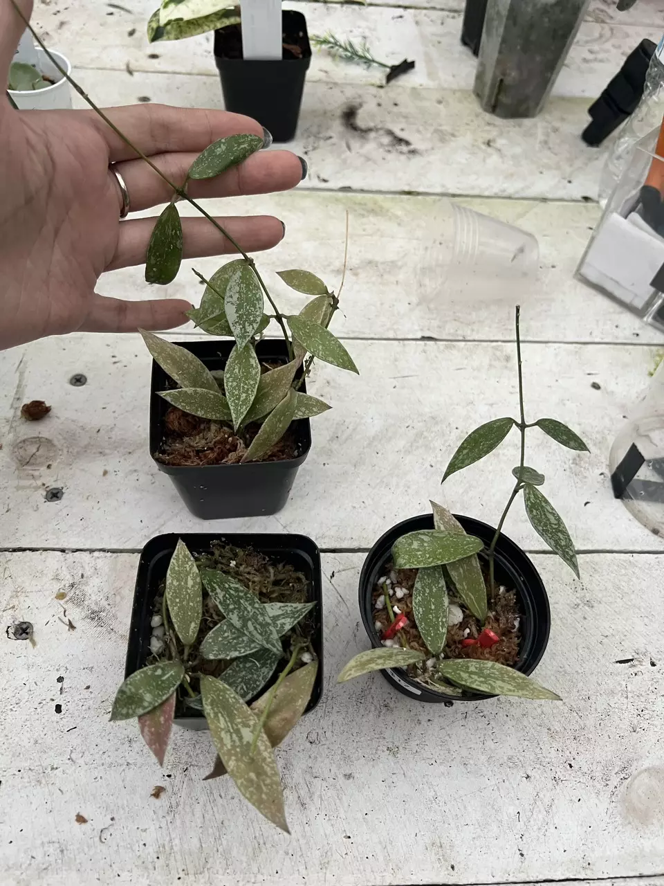 plant/Hoya lacunosa sp Laos grower’s choice-0