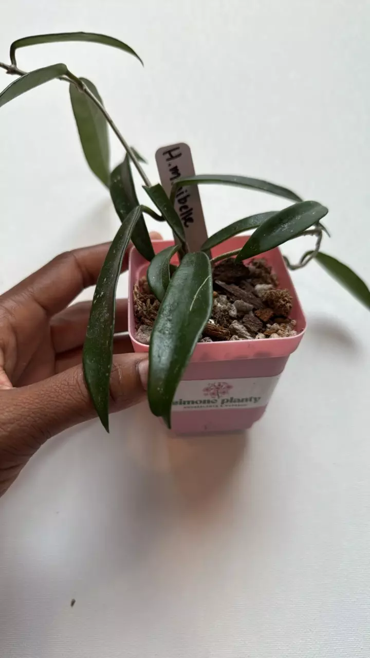 plant/Hoya Minibelle-0
