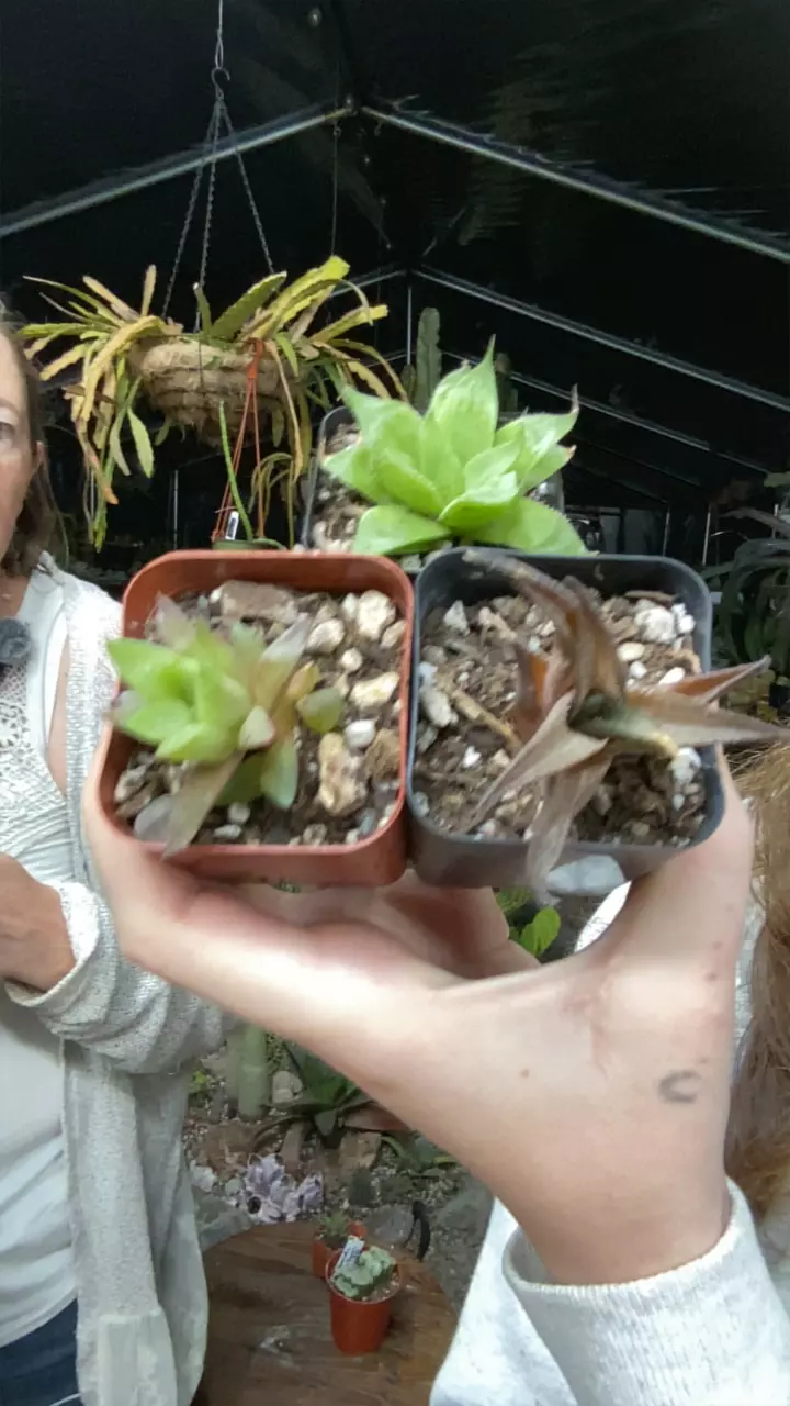 plant/3 for 12-0