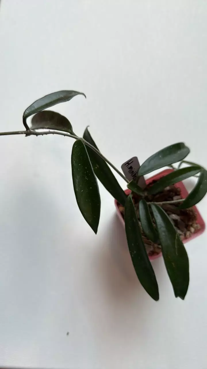 plant/Hoya Minibelle-1
