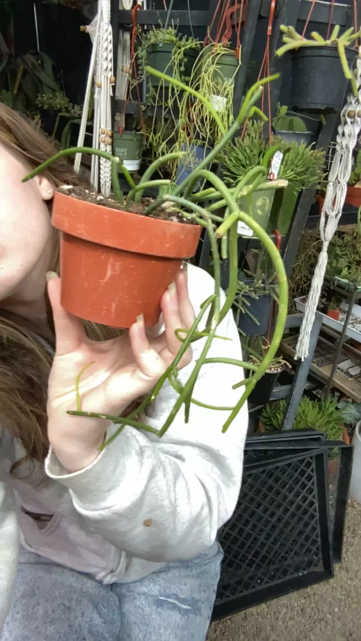 plant/Rhipsalis Baccifera 3.5”-0