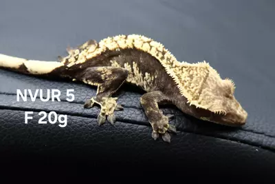 plant/24-NVUR-05-0-thumbnail