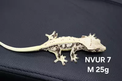 plant/24-NVUR-07-0-thumbnail