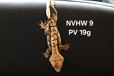 plant/24-NVHW-09-0-thumbnail