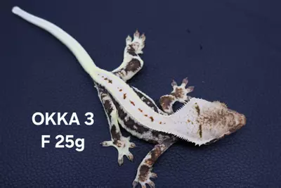 plant/24-OKKA-03-0-thumbnail