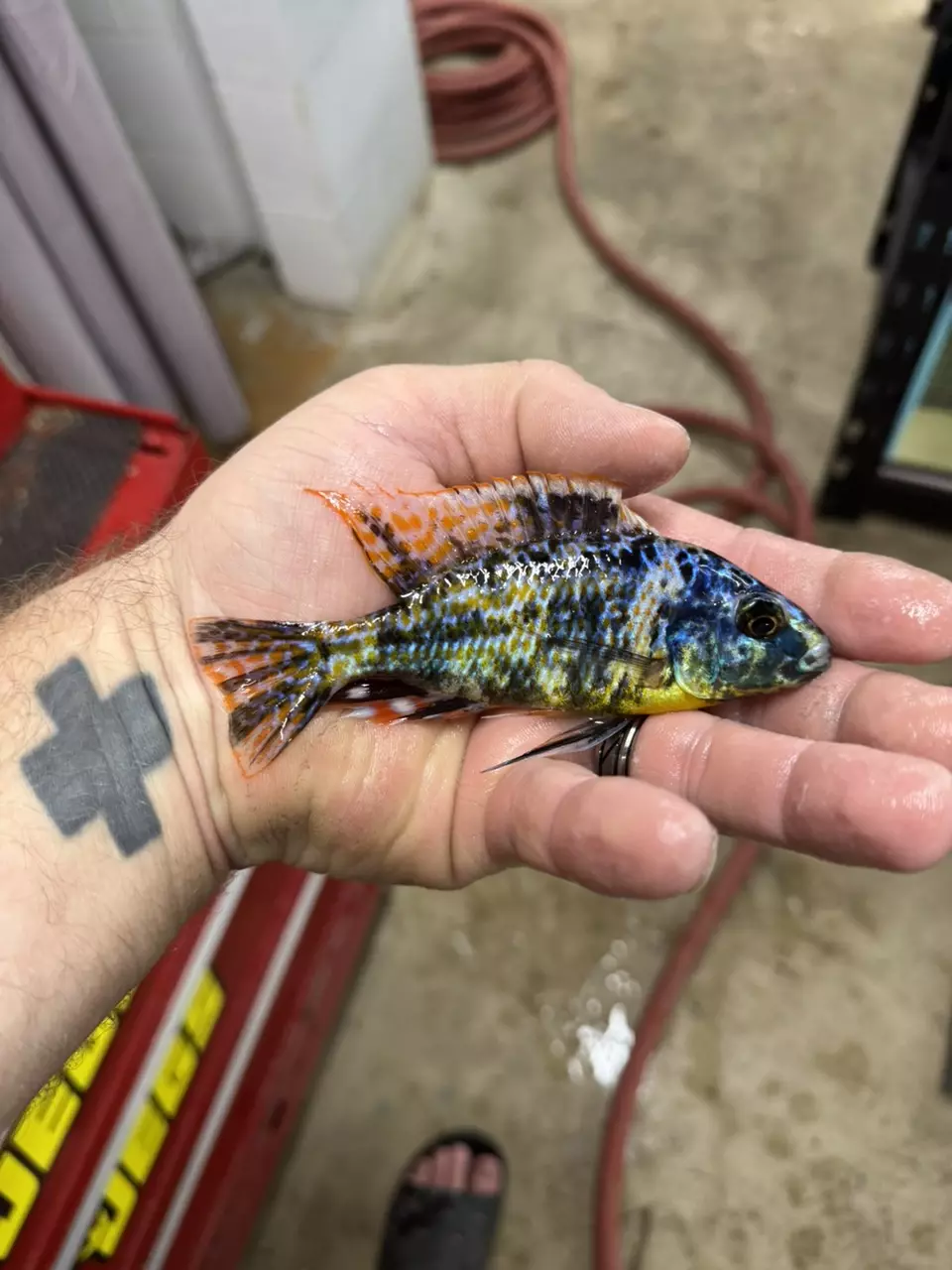 plant/Ob thick lip 5” (NOT EXACT FISH-SAME QUALITY)-0