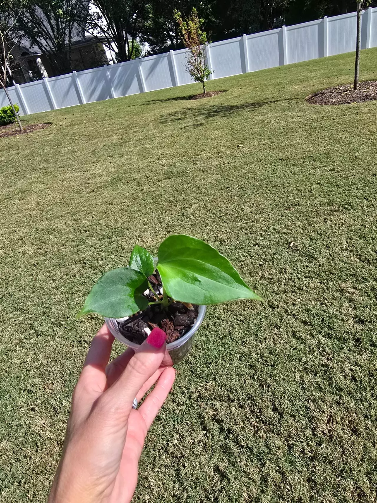 plant/Anthurium Delta Force 3.5"-0