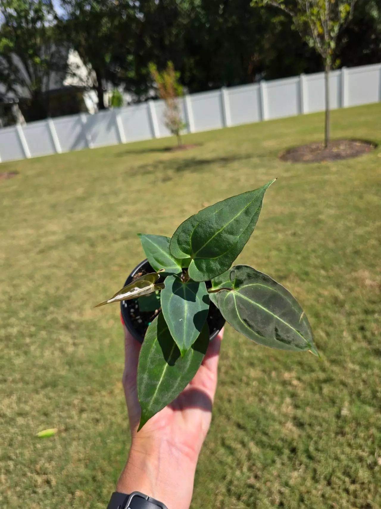 plant/0984 Anthurium Pap 4"-0