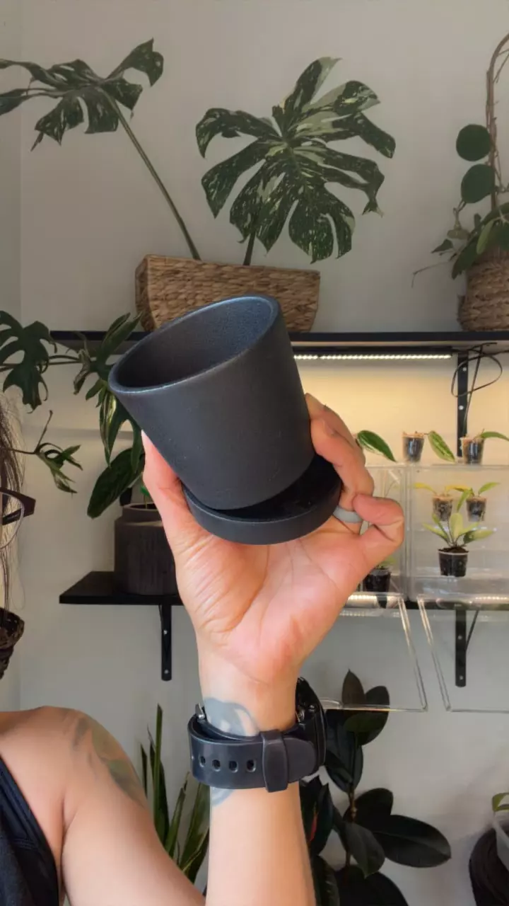 plant/2.5 pot w saucer-0