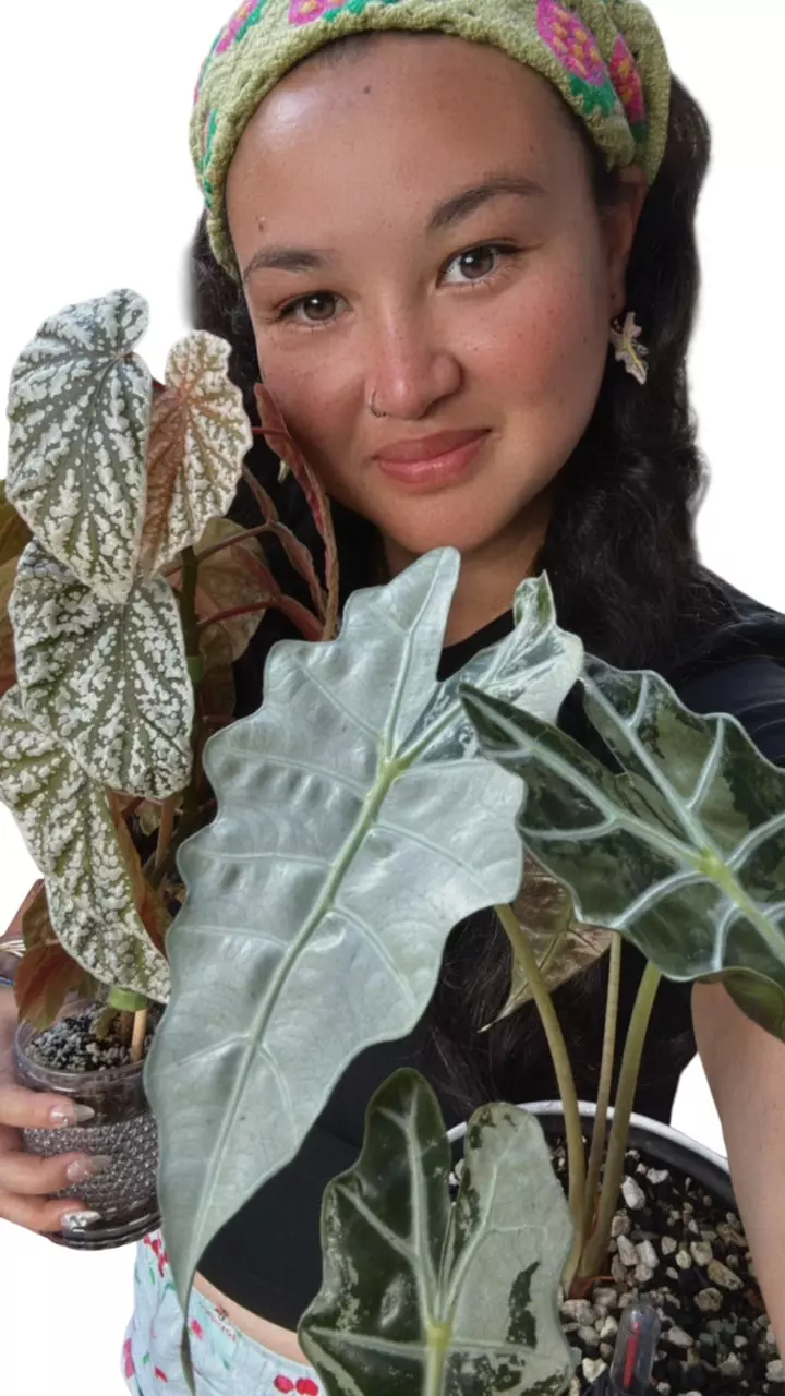 plant/Alocasia Pink Polly Pups-0