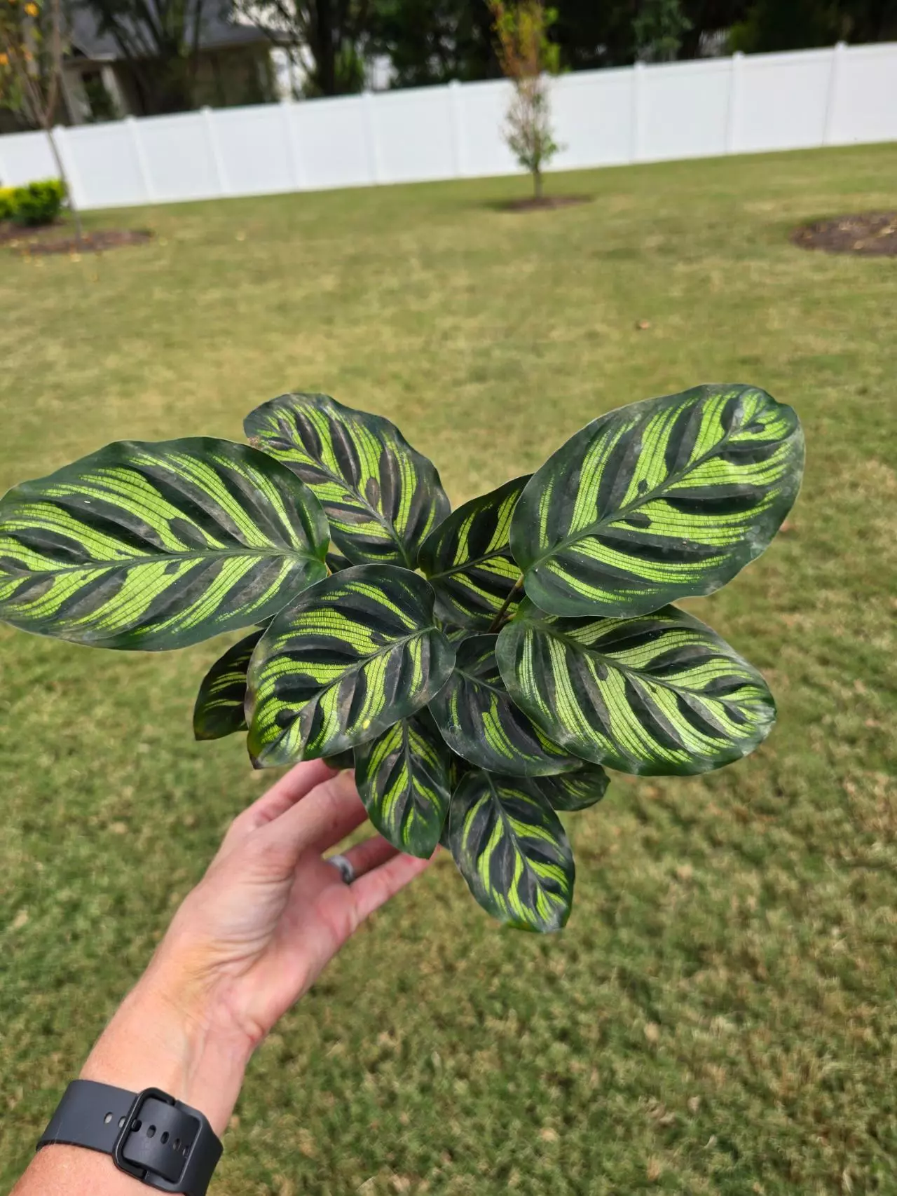 plant/Calathea Makoyana 4"-0